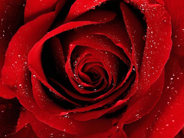 This jpeg image - Red-Rose, is available for free download