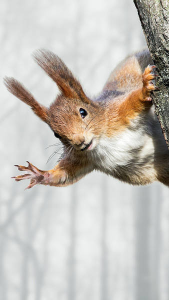 This jpeg image - Winter Squirrel iPhone 7 Plus Wallpaper, is available for free download