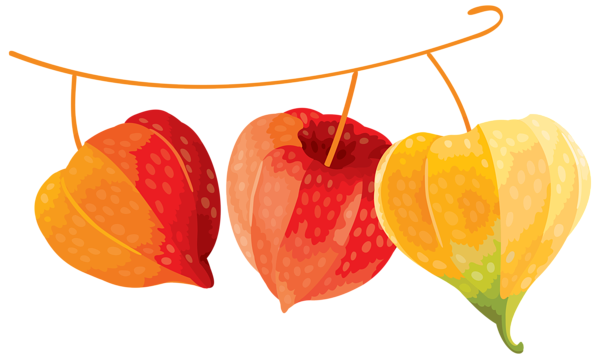 This png image - Autumn Decoration Clipart PNG Image, is available for free download