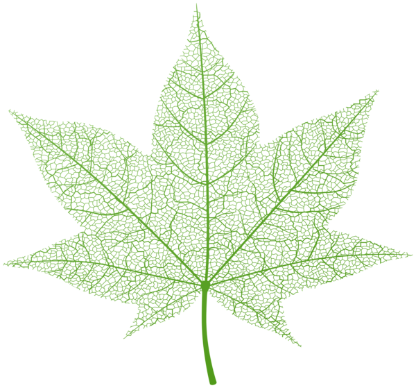 This png image - Transparent Green Autumn Leaf PNG Clip Art Image, is available for free download