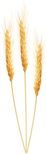 This png image - Wheat PNG Clip Art Image, is available for free download