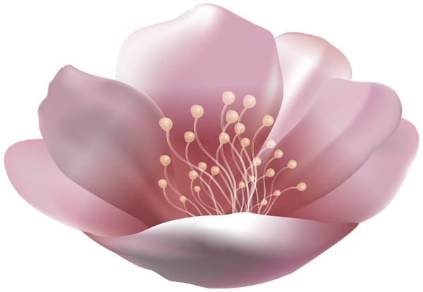 This png image - Beautiful Pink Flower PNG Transparent Clipart, is available for free download