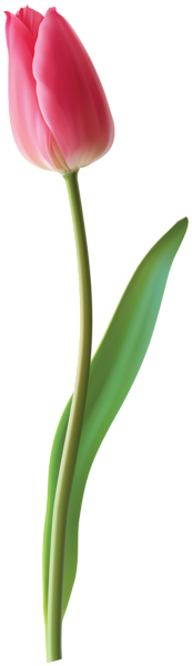 This png image - Closed Pink Tulip PNG Clip Art Image, is available for free download
