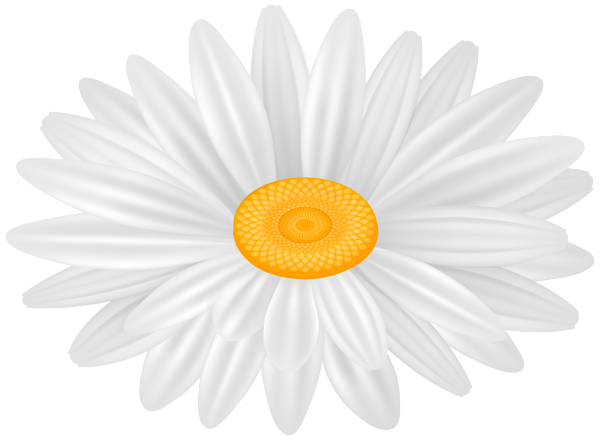 This png image - Daisy White Flower PNG Transparent Clipart, is available for free download