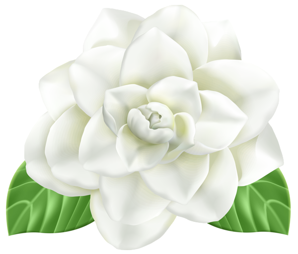 This png image - Flower PNG Clip Art Image, is available for free download