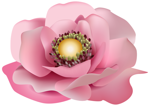 This png image - Flower Pink Transparent PNG Clip Art Image, is available for free download