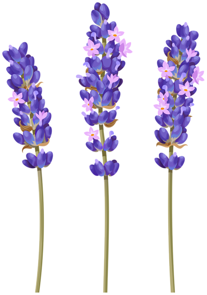 This png image - Lavender Flower PNG Clipart, is available for free download