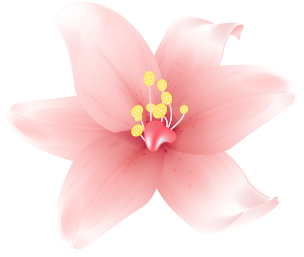 This png image - Lily Flower PNG Transparent Clipart, is available for free download