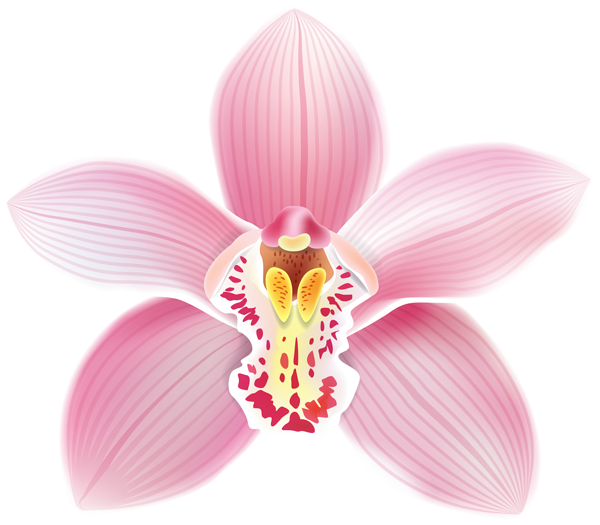 This png image - Pink Orchid PNG Clipart Image, is available for free download