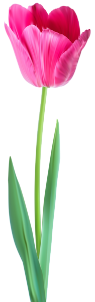This png image - Pink Tulip Decorative PNG Image, is available for free download