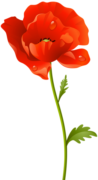 This png image - Red Poppy Flower PNG Clip Art Image, is available for free download