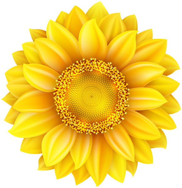 This png image - Sunflower PNG Clip Art Image, is available for free download