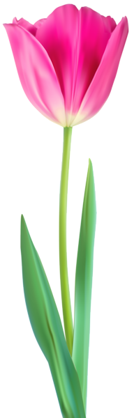This png image - Tulip Decorative PNG Clip Art, is available for free download