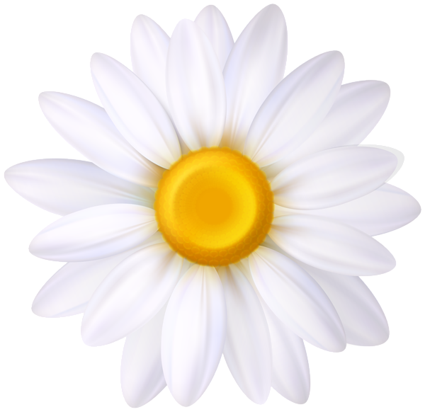 This png image - White Daisy Flower PNG Clipart, is available for free download