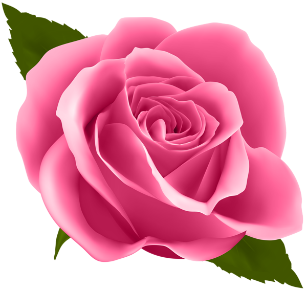 This png image - Pink Rose PNG Clip Art Image, is available for free download