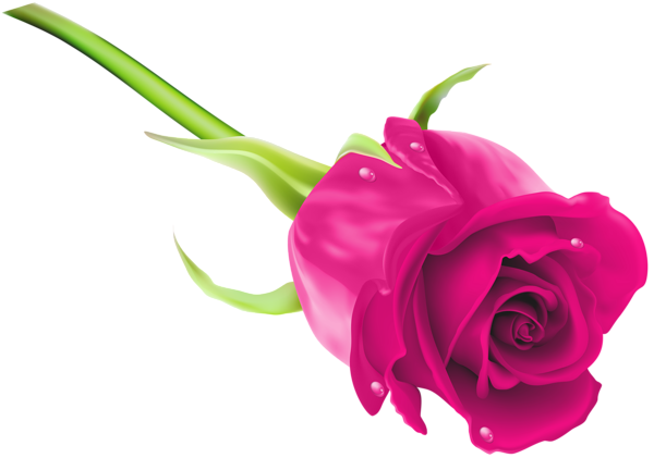 This png image - Pink Rose PNG Clip Art Image, is available for free download