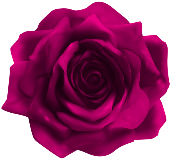 This png image - Pink Rose Transparent Image, is available for free download