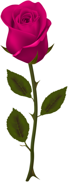 This png image - Pink Rose Transparent PNG Clip Art, is available for free download