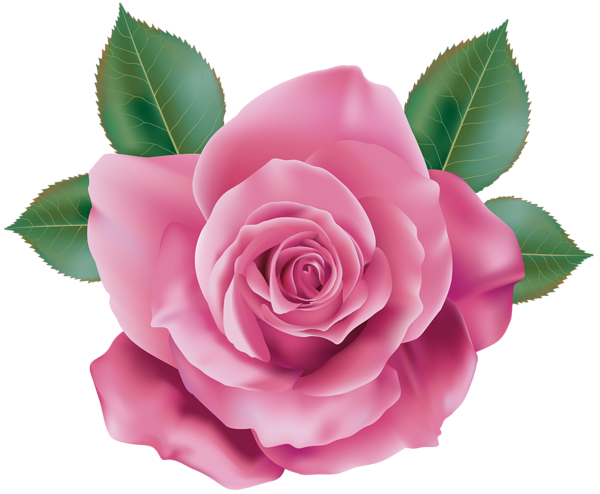 This png image - Pink Rose Transparent PNG Clip Art, is available for free download