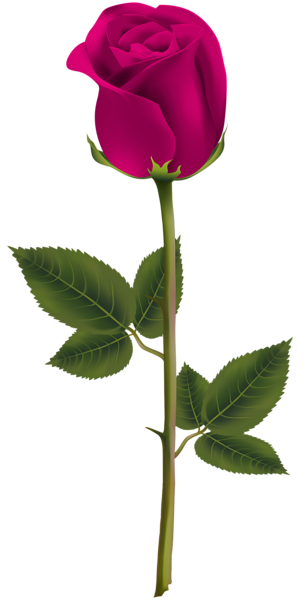 This png image - Pink Rose Transparent PNG Image, is available for free download