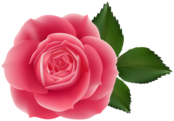 This png image - Pink Rose Transparent PNG Image, is available for free download