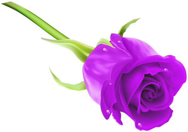 This png image - Purple Rose PNG Clip Art Image, is available for free download