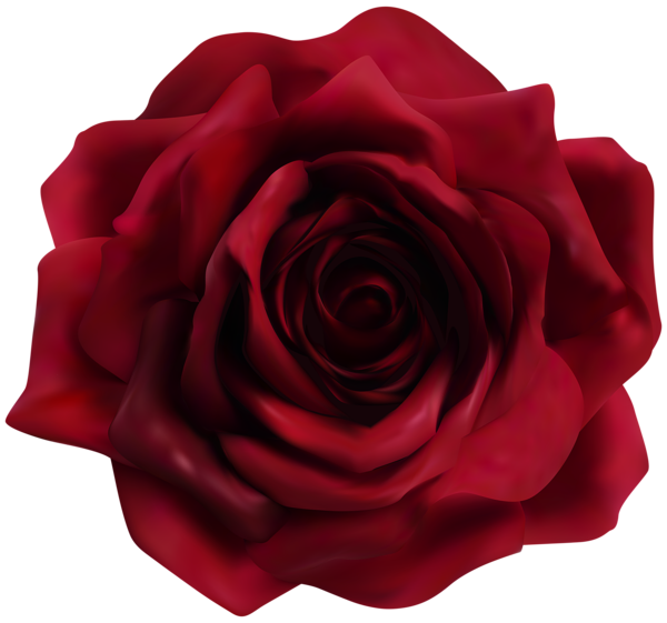 This png image - Red Rose Transparent Image, is available for free download