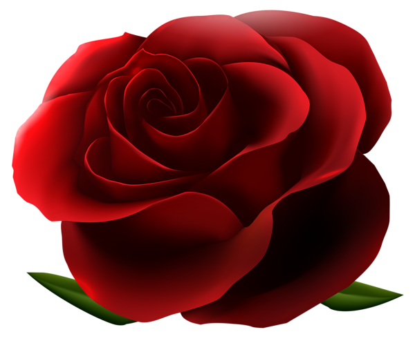 This png image - Red Rose Transparent PNG Image, is available for free download