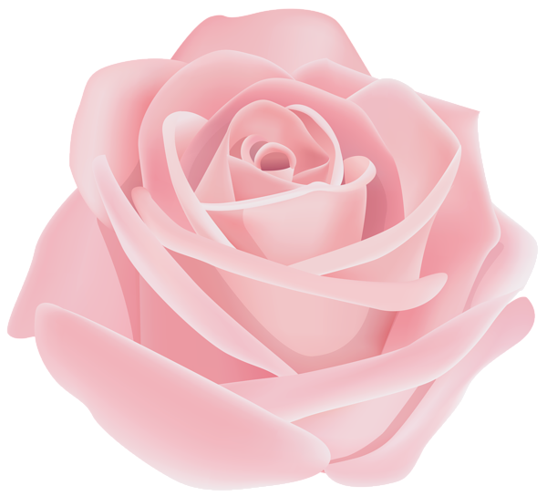 This png image - Rose Flower Pink Transparent PNG Clip Art Image, is available for free download