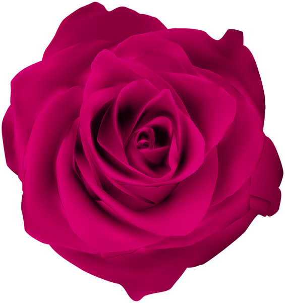 This png image - Rose Pink Clip Art Image , is available for free download