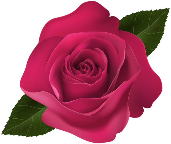 This png image - Rose Pink Clip Art PNG Image, is available for free download