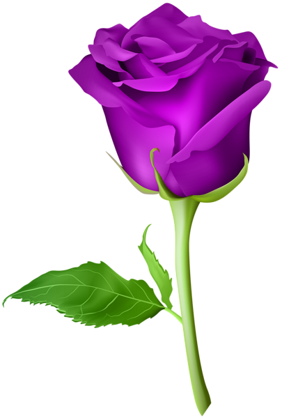 This png image - Rose Purple Transparent PNG Clip Art Image, is available for free download