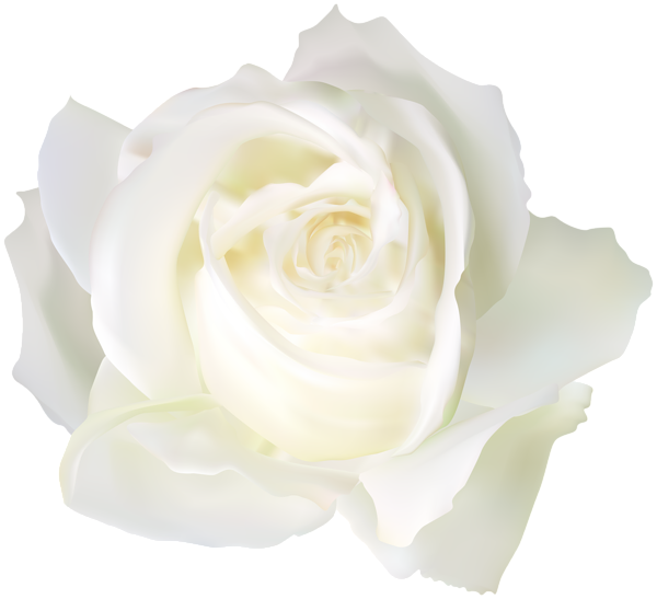 This png image - White Rose PNG Clip Art Image, is available for free download