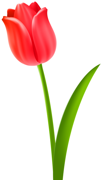 This png image - Red Tulip Transparent Clip Art Image, is available for free download