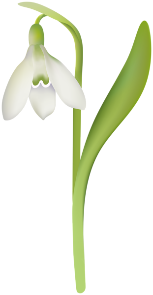 This png image - Snowdrop PNG Clipart, is available for free download