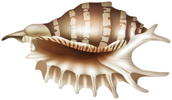 This png image - Rapana Shell PNG Clipart, is available for free download