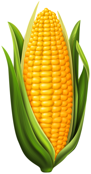 This png image - Corn PNG Clip Art Image, is available for free download