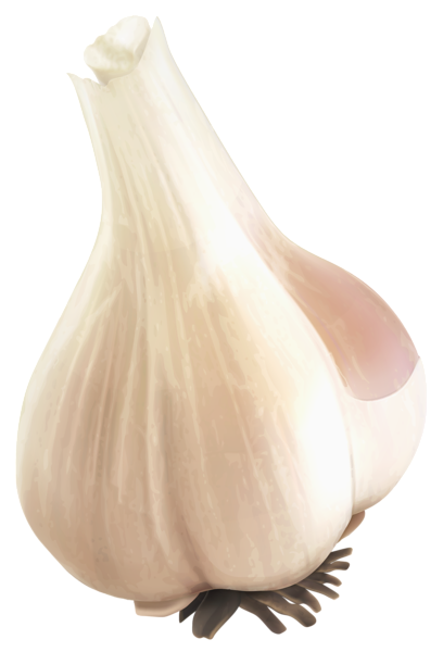 This png image - Garlic PNG Clipart Picture, is available for free download