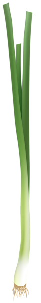 This png image - Spring Onion PNG Clip Art Image, is available for free download