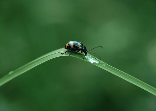 This jpeg image - Beetle on Leaf Wallpaper, is available for free download