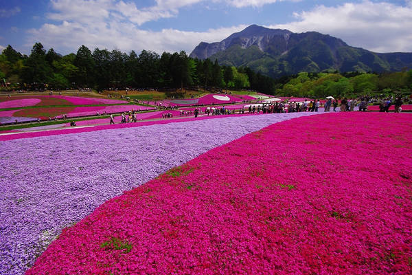 This jpeg image - Hokkaido Gardens Wallpaper, is available for free download