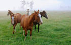 Brown Horses Wallpaper