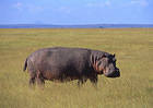 Hippopotamus Wallpaper