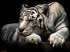 White Tiger Wallpaper