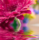 Magnificent Rose Gerber with Dew Background