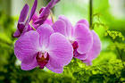 Orchids Background