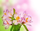 Pink Flowers Background