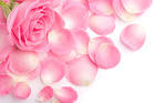 Pink Roses Background