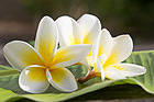 Plumeria Flowers Background