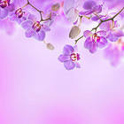 Purple Orchid Background